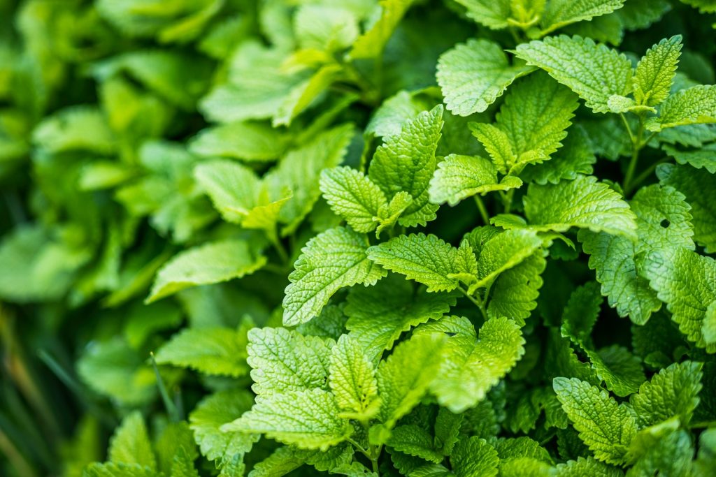 green leaves in macro lens